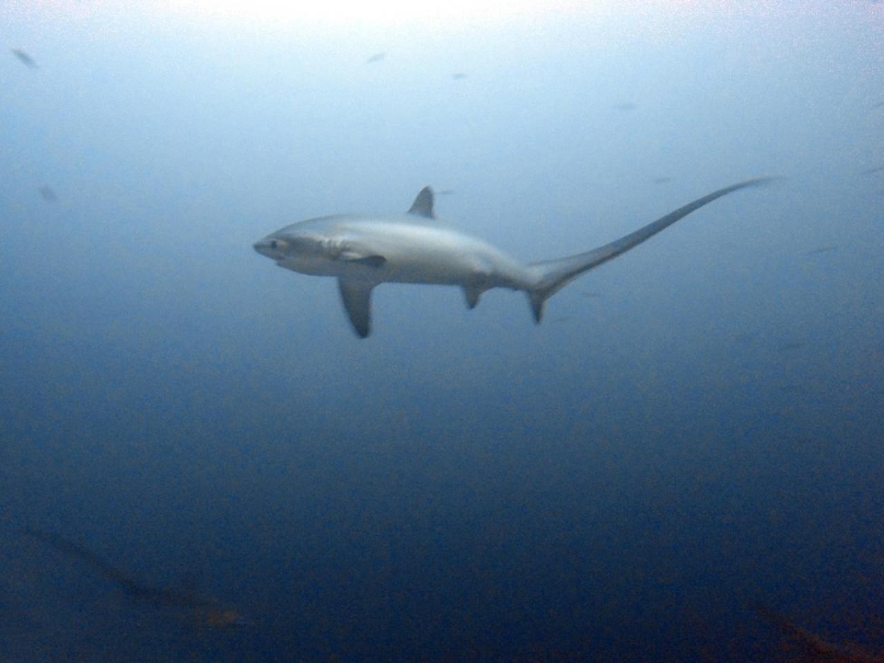 Отель The Shark'S Tail Dive Center Daanbantayan Экстерьер фото